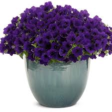 Image result for Petunia