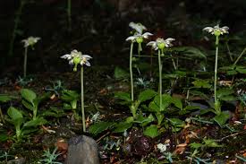 Attēlu rezultāti vaicājumam “Moneses uniflora leaf”