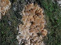 Attēlu rezultāti vaicājumam “Antrodia mellita”