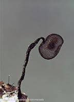 Attēlu rezultāti vaicājumam “Cribraria cancellata”