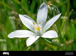 Attēlu rezultāti vaicājumam “Ornithogalum umbellatum flower”