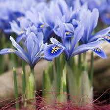 Attēlu rezultāti vaicājumam “Iris reticulata”