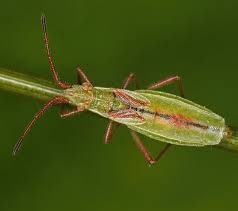 Attēlu rezultāti vaicājumam “Myrmus miriformis”