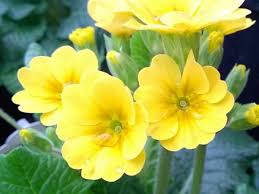 Attēlu rezultāti vaicājumam “Primula veris leaf”