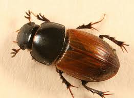 Attēlu rezultāti vaicājumam “Aegialia arenaria”