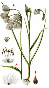 Attēlu rezultāti vaicājumam “Eriophorum latifolium”
