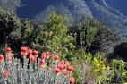 Fynbos Chaparral
