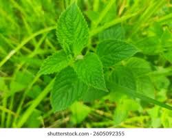 Attēlu rezultāti vaicājumam “Mentha arvensis leaf”