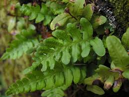 Attēlu rezultāti vaicājumam “Polypodium vulgare”