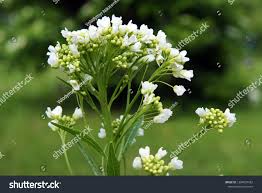 Attēlu rezultāti vaicājumam “Armoracia rusticana flower”