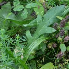 Image result for Knautia arvensis