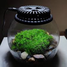 Attēlu rezultāti vaicājumam “Dicranum scoparium sporophyte”