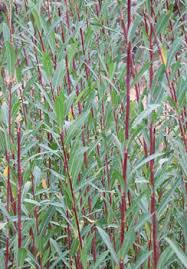 Attēlu rezultāti vaicājumam “Salix purpurea”