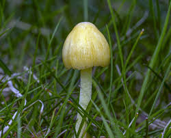 Attēlu rezultāti vaicājumam “Bolbitius vitellinus”