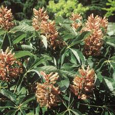 Attēlu rezultāti vaicājumam “Aesculus x neglecta flower”