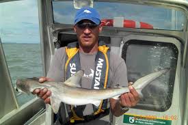 Image result for Sphyrna zygaena