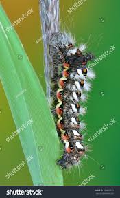 Attēlu rezultāti vaicājumam “Acronicta rumicis imago”