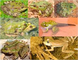 Attēlu rezultāti vaicājumam “Pelophylax adult”