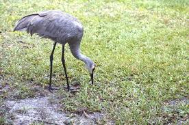 Image result for Grus canadensis