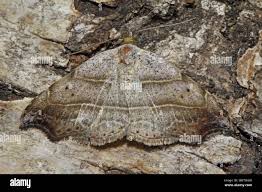 Attēlu rezultāti vaicājumam “Laspeyria flexula”