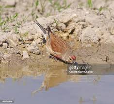 Attēlu rezultāti vaicājumam “Carduelis cannabina adult”