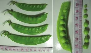 Attēlu rezultāti vaicājumam “Pisum sativum”