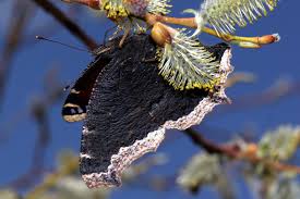 Attēlu rezultāti vaicājumam “Nymphalis antiopa underside”