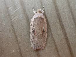 Attēlu rezultāti vaicājumam “Agonopterix ocellana”