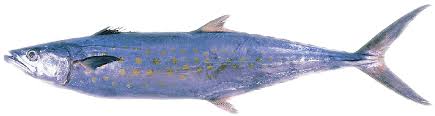 Image result for Scomberomorus maculatus