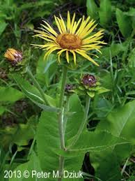 Image result for Inula helenium