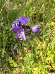 Attēlu rezultāti vaicājumam “Polemonium caeruleum bud”