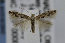 Attēlu rezultāti vaicājumam “Phyllonorycter apparella”