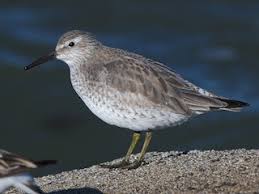 Attēlu rezultāti vaicājumam “Calidris canutus adult”