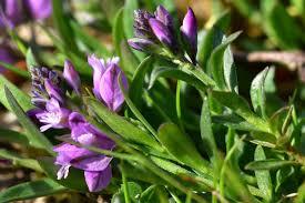 Attēlu rezultāti vaicājumam “Polygala vulgaris”