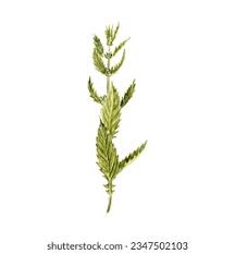 Attēlu rezultāti vaicājumam “Lycopus europaeus leaf”