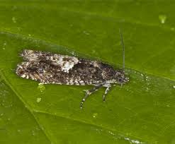 Attēlu rezultāti vaicājumam “Epinotia immundana”