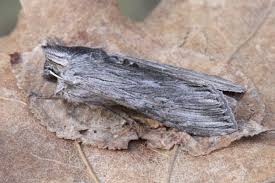 Attēlu rezultāti vaicājumam “Cucullia lucifuga”