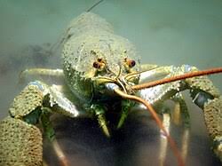 Attēlu rezultāti vaicājumam “Astacus leptodactylus”