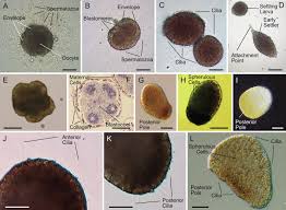 Attēlu rezultāti vaicājumam “Tubifera magna”