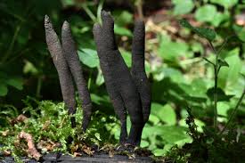 Attēlu rezultāti vaicājumam “Xylaria longipes”