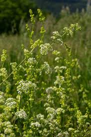 Attēlu rezultāti vaicājumam “Galium album flower”