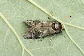 Attēlu rezultāti vaicājumam “Cossus cossus”