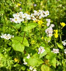 Attēlu rezultāti vaicājumam “Fagopyrum esculentum flower”
