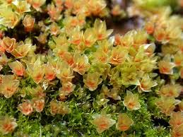 Attēlu rezultāti vaicājumam “Bryum pallens sporophyte”