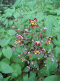 Attēlu rezultāti vaicājumam “Epimedium alpinum”
