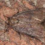 Attēlu rezultāti vaicājumam “Rusina ferruginea female”