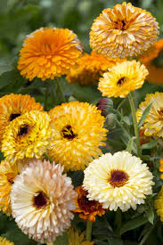 Attēlu rezultāti vaicājumam “Calendula officinalis flower”