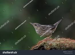 Image result for Locustella lanceolata