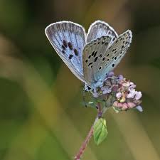 Attēlu rezultāti vaicājumam “Phengaris arion upperside”