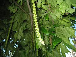 Attēlu rezultāti vaicājumam “Pterocarya fraxinifolia flower”